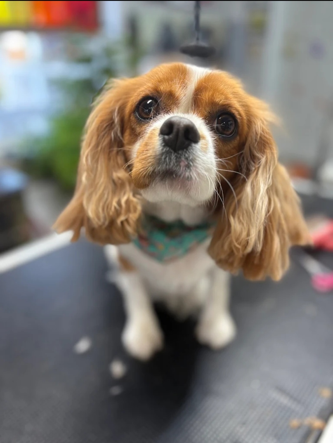 Beautiful Cavalier King Charles Spaniel after grooming at Fluff & Buff