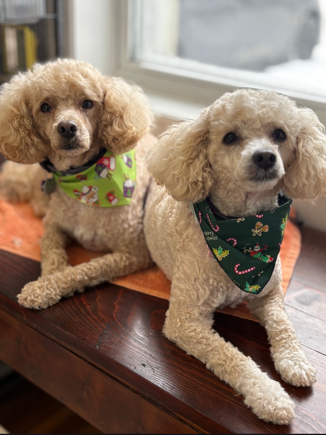 Two freshly groomed Poodles wearing festive Christmas bandanas at Fluff & Buff